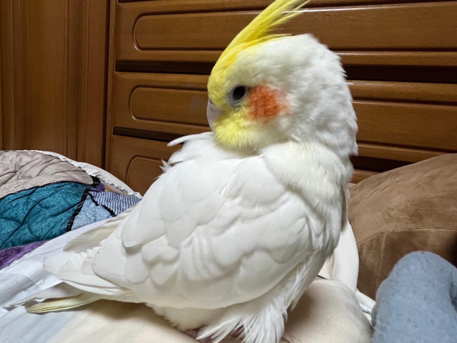 おもちちゃん おもちちゃん