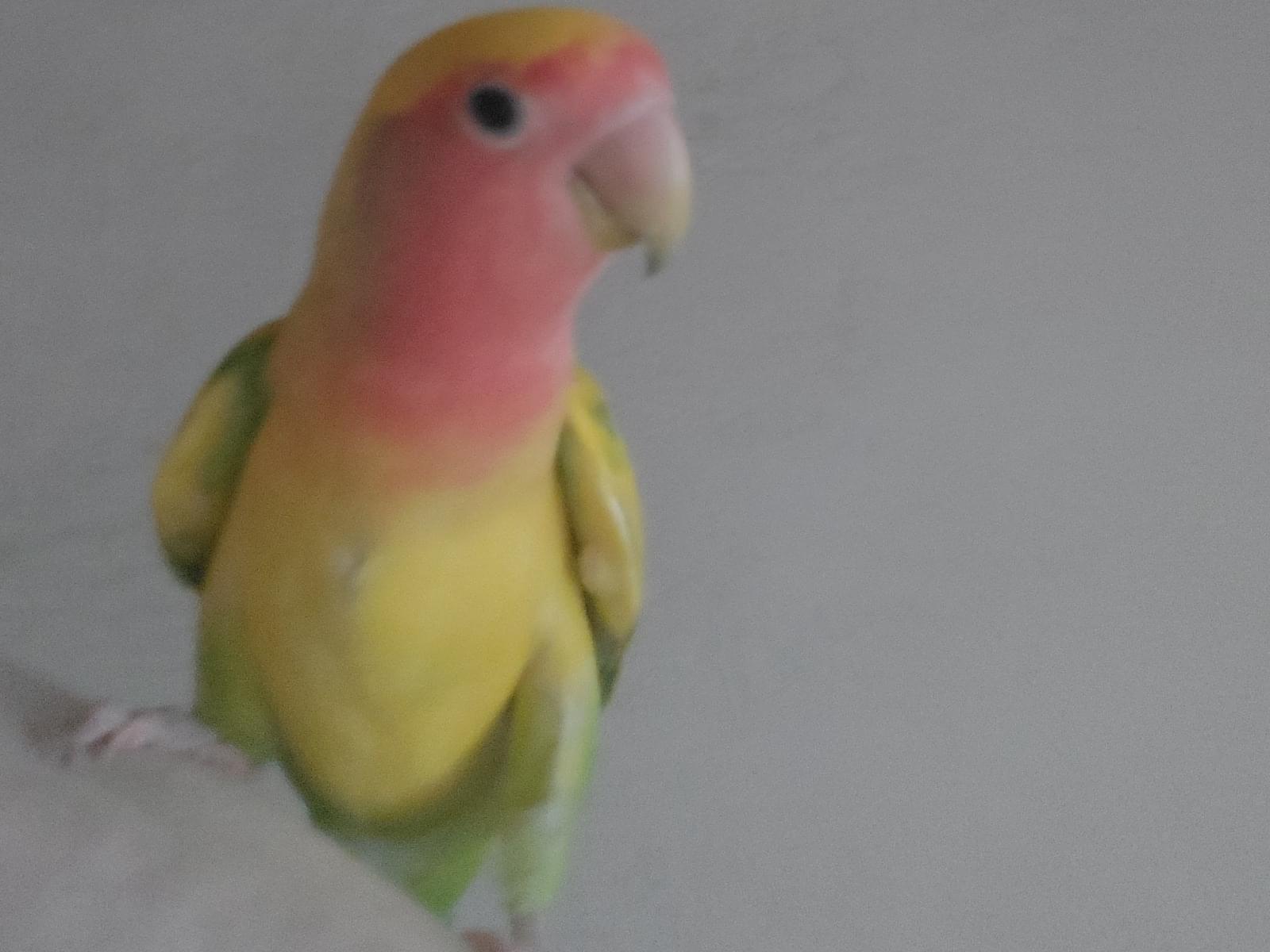 トラちゃん トラちゃん