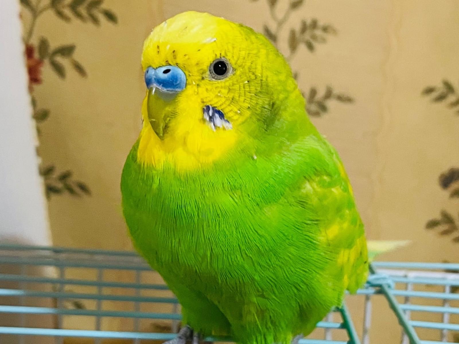 わさびちゃん わさびちゃん