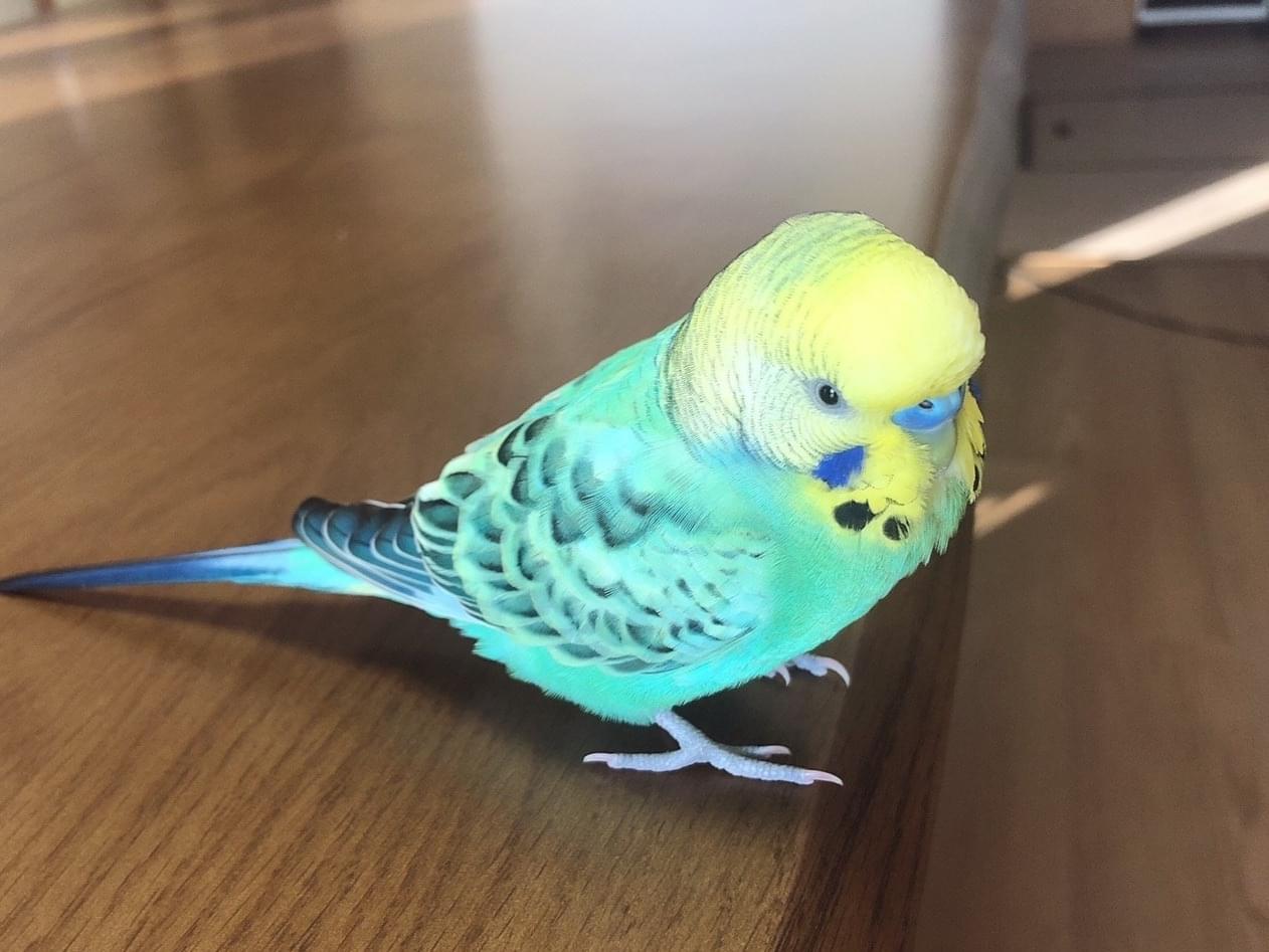 ぴーたちゃん ぴーたちゃん