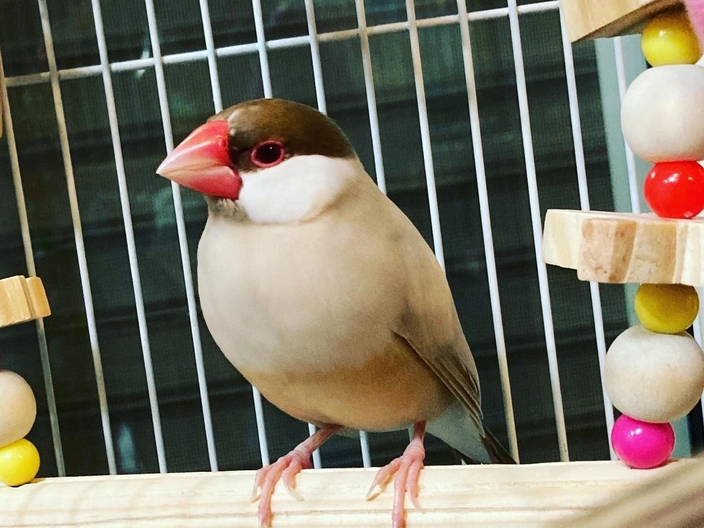 ピーちゃん ピーちゃん