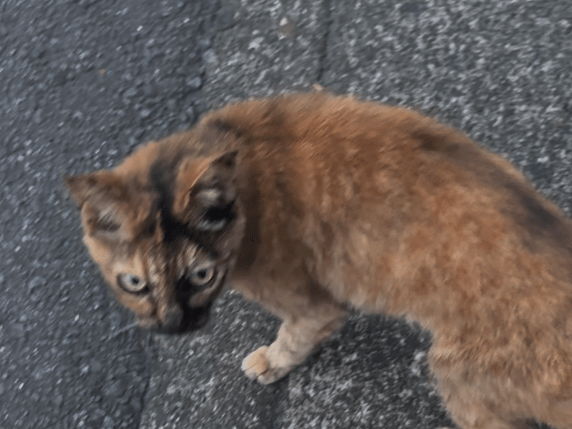 目撃された猫 目撃された猫