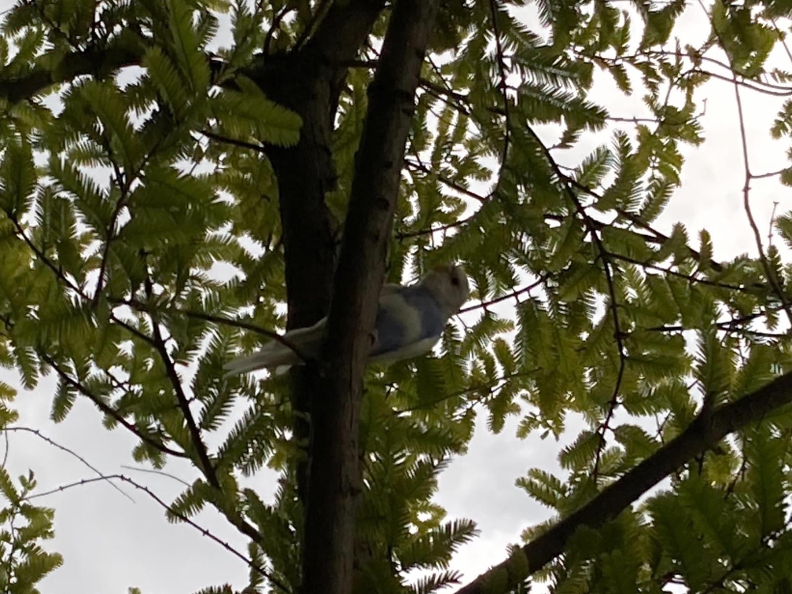 目撃された鳥 目撃された鳥