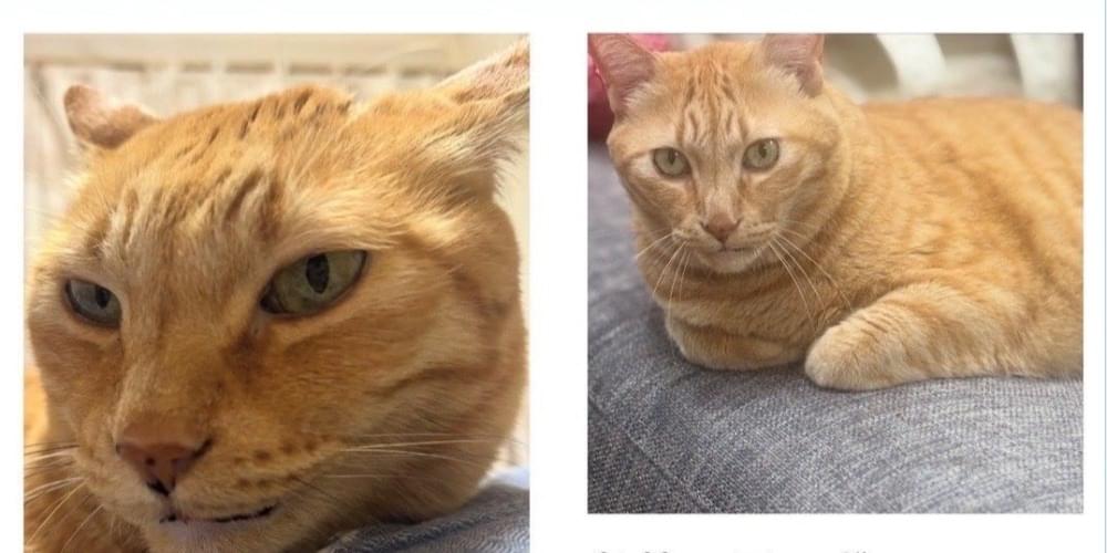 茶トラの猫を探しています