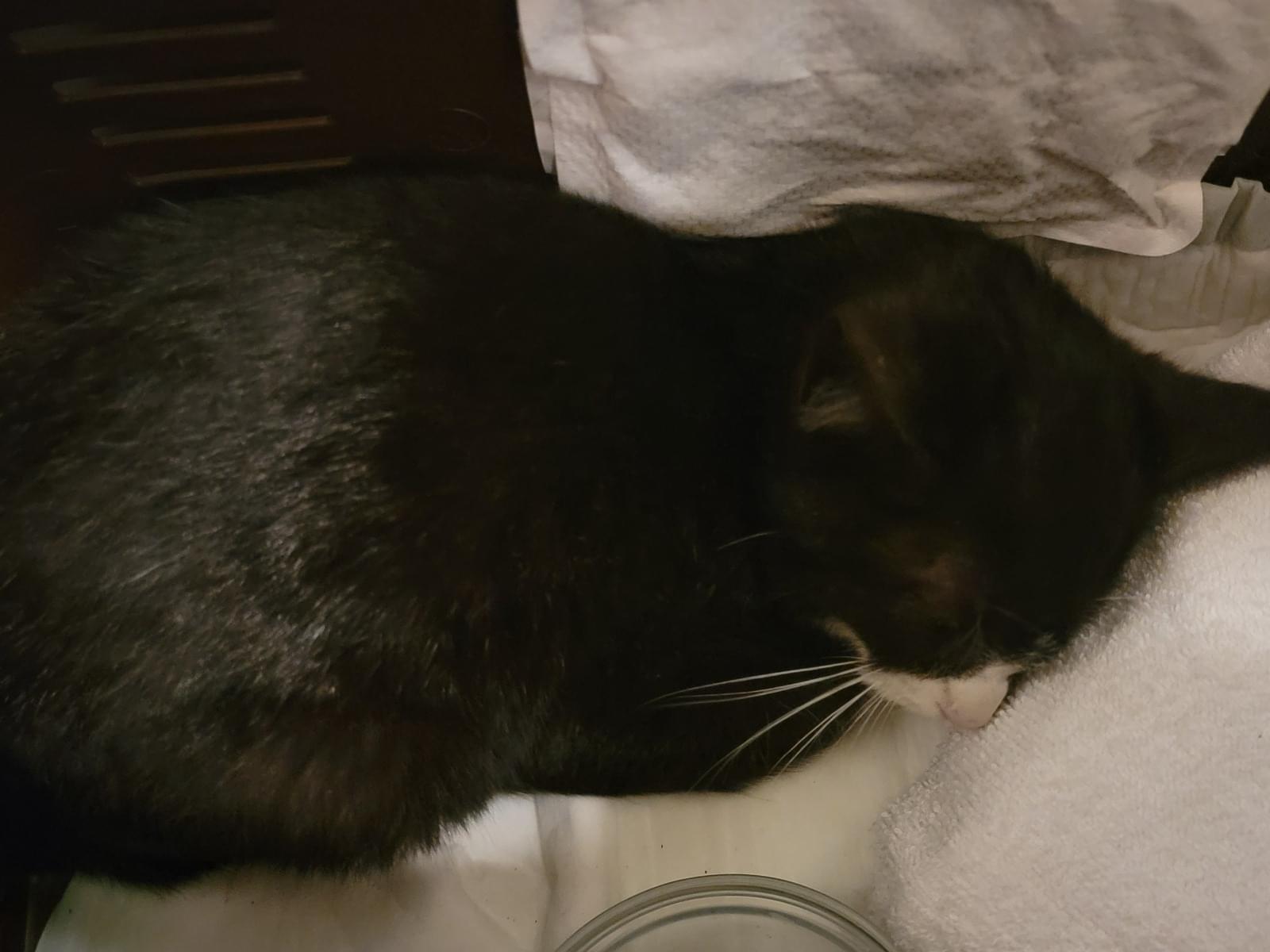 保護された猫 保護された猫