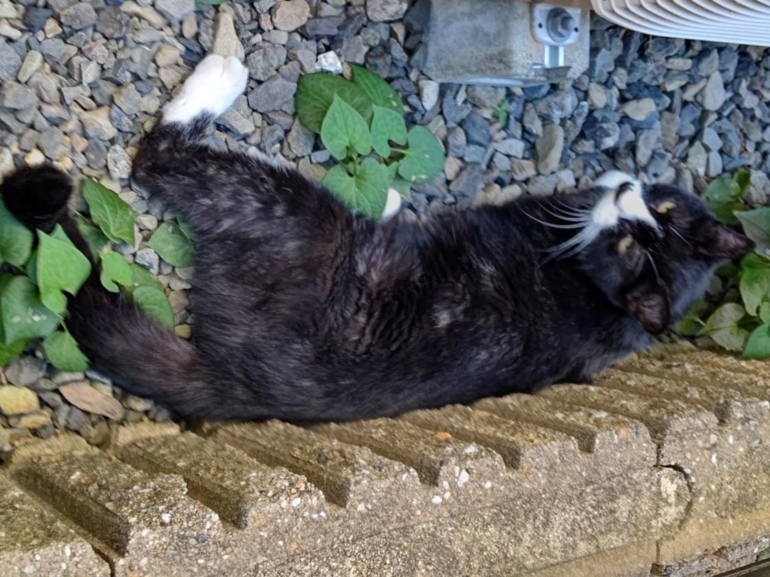 目撃された猫 目撃された猫