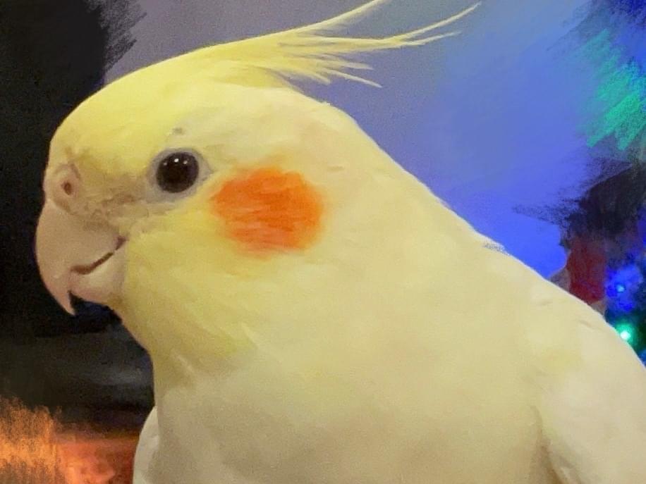 こかちゃん こかちゃん