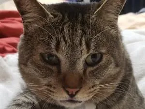 短いカギしっぽのキジトラ猫探しています