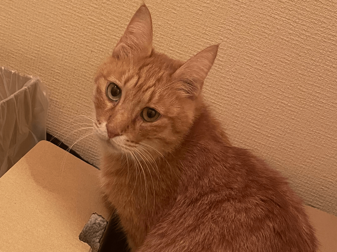 保護された猫 保護された猫