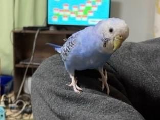 ぴこ ぴぃちゃん ぴこ ぴぃちゃん