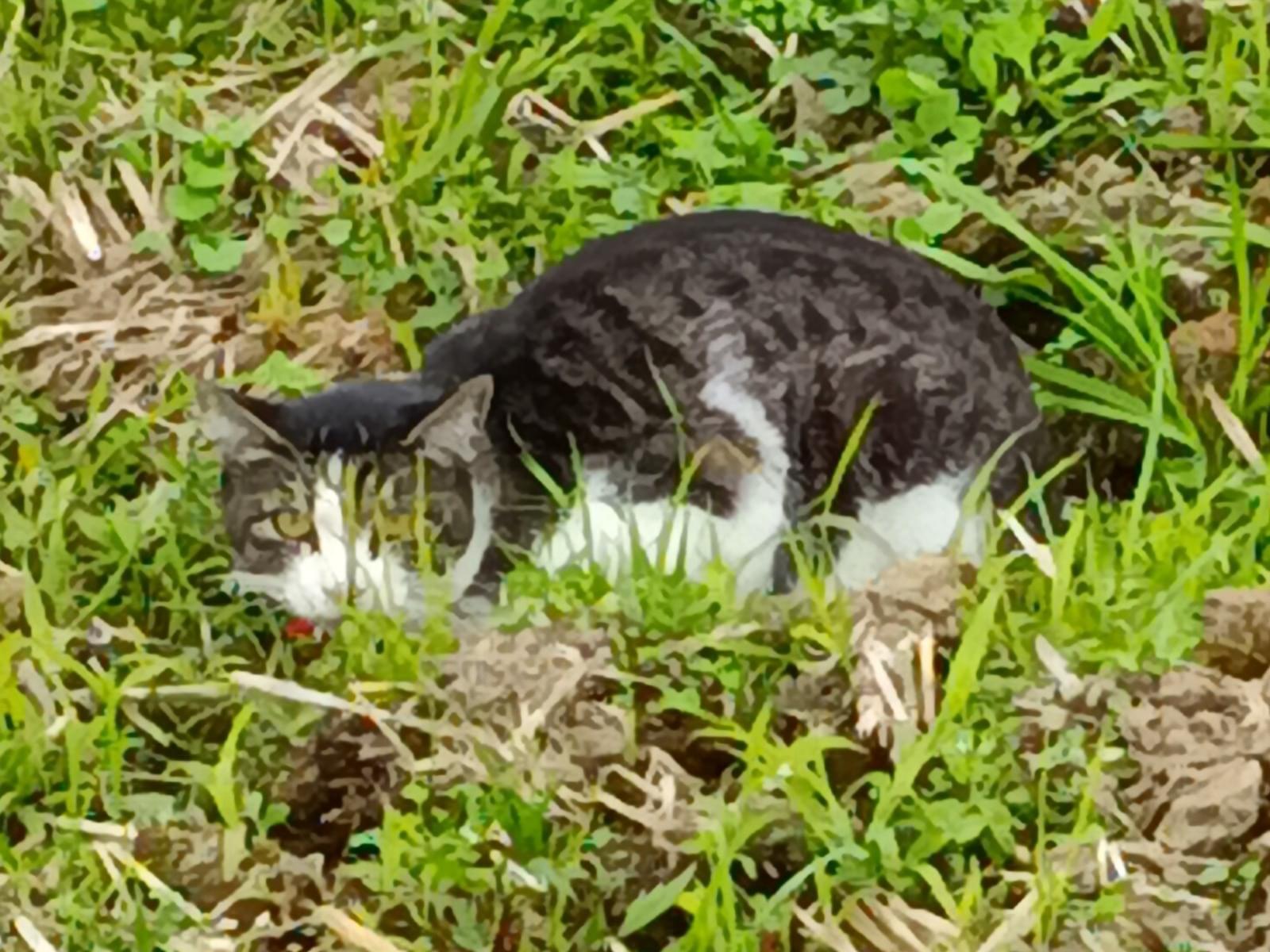目撃された猫 目撃された猫