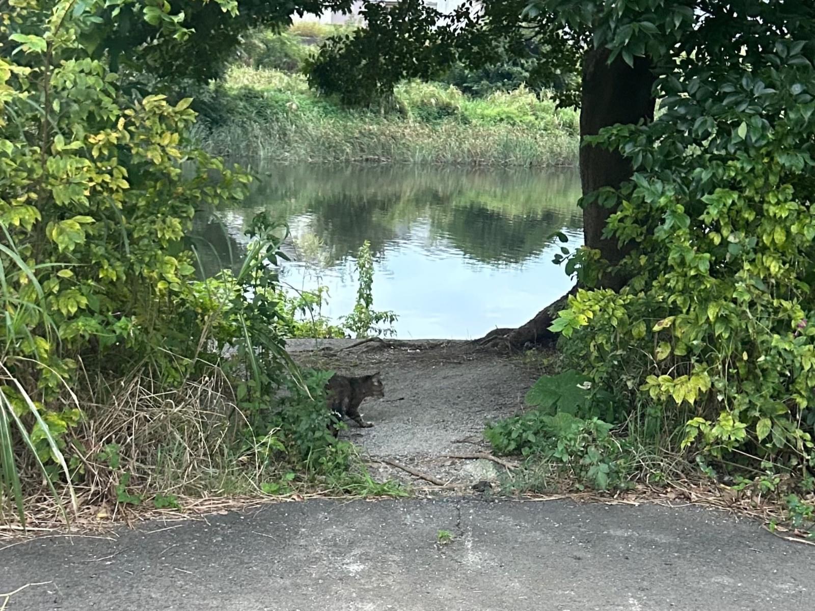 目撃された猫 目撃された猫