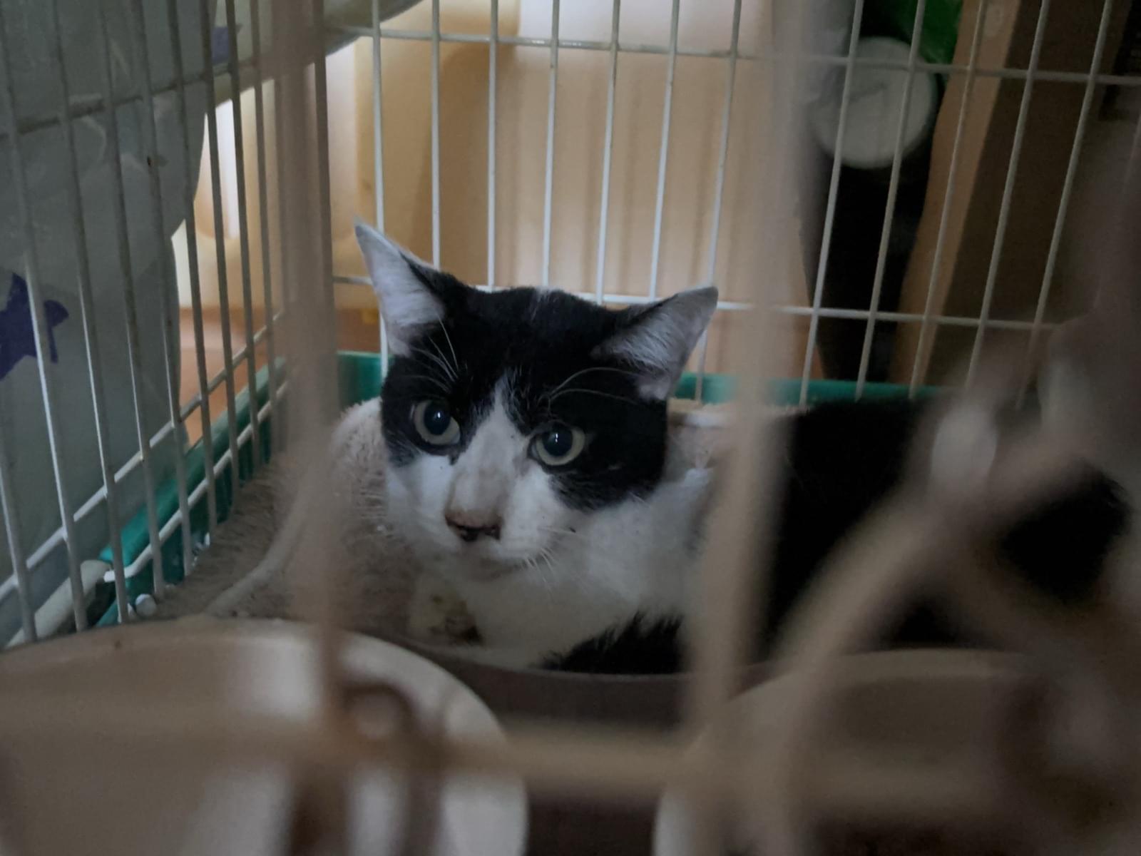 保護された猫 保護された猫