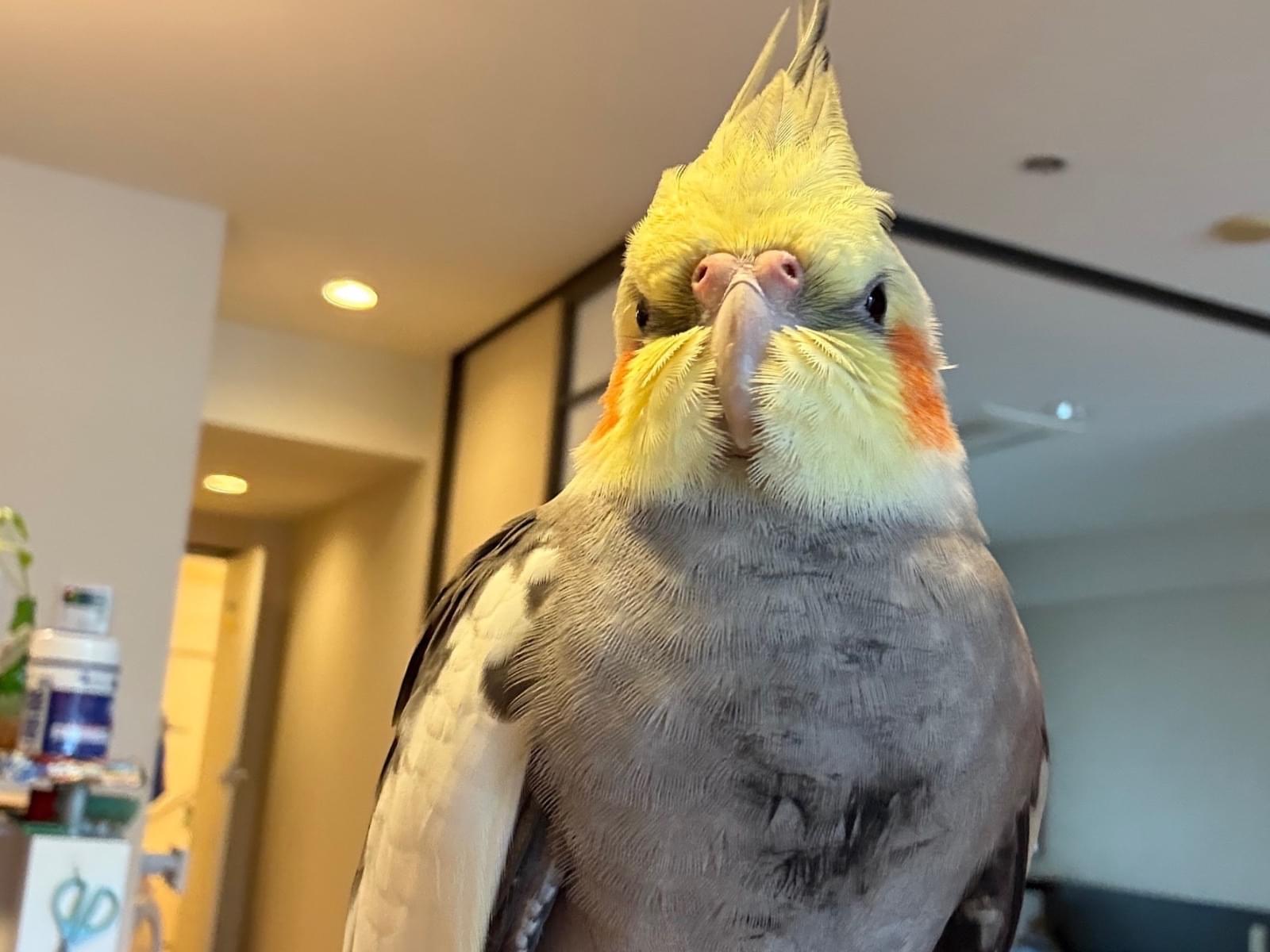 保護された鳥 保護された鳥