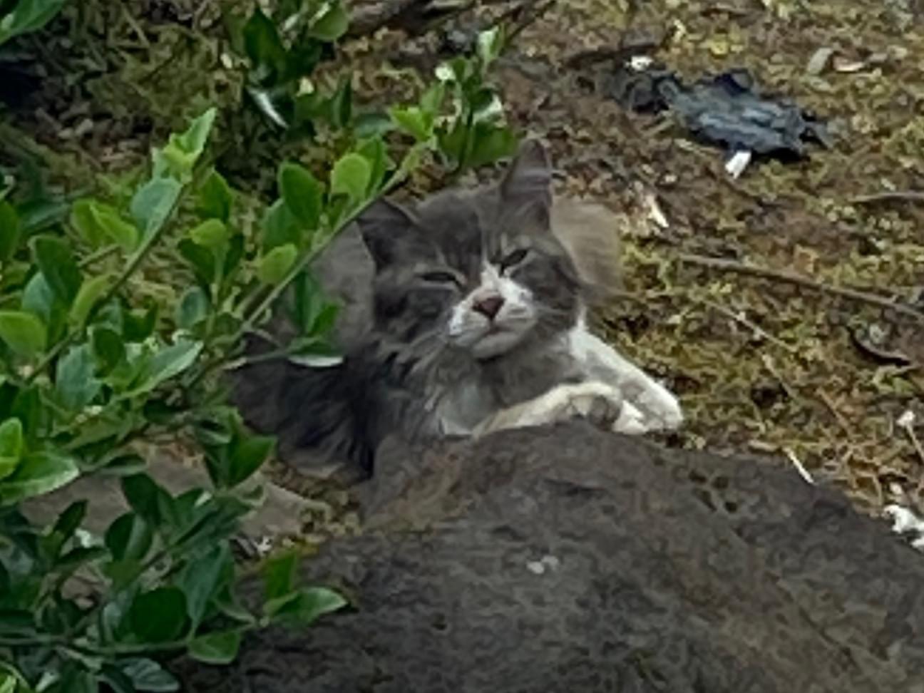 目撃された猫