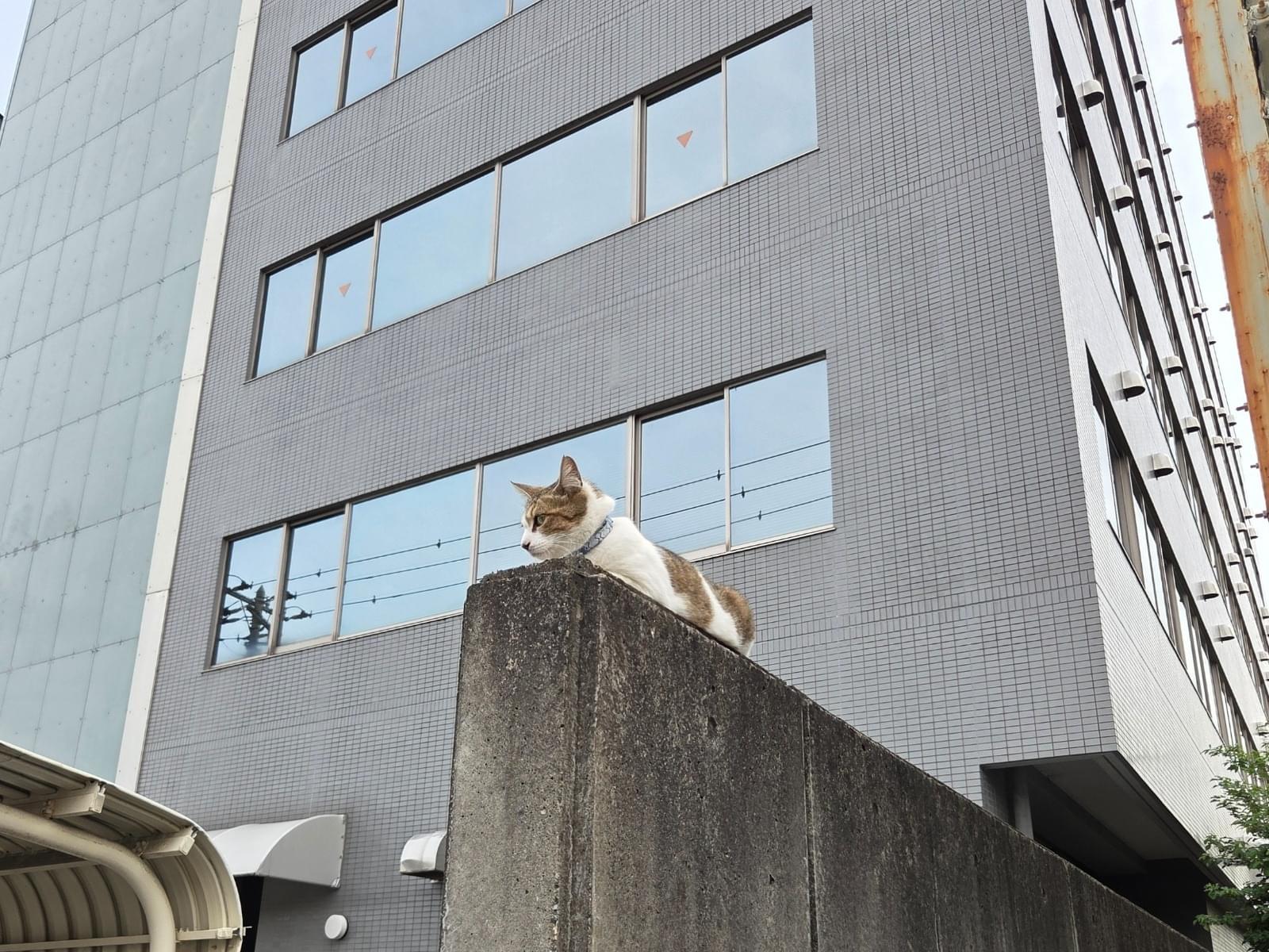 目撃された猫