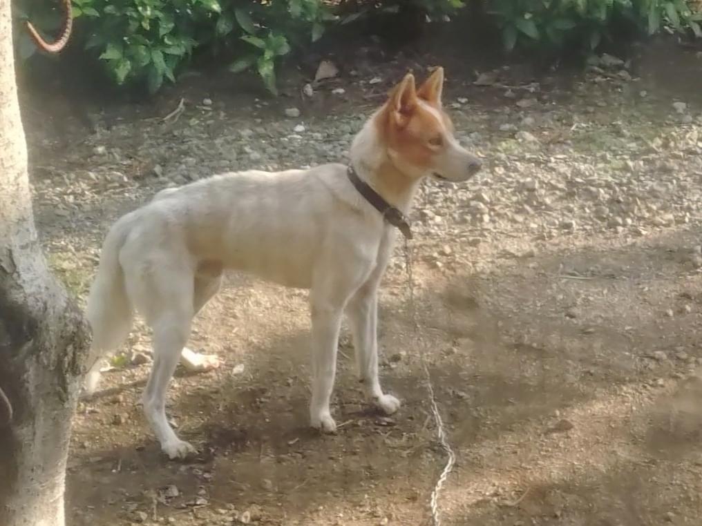 目撃された犬 目撃された犬