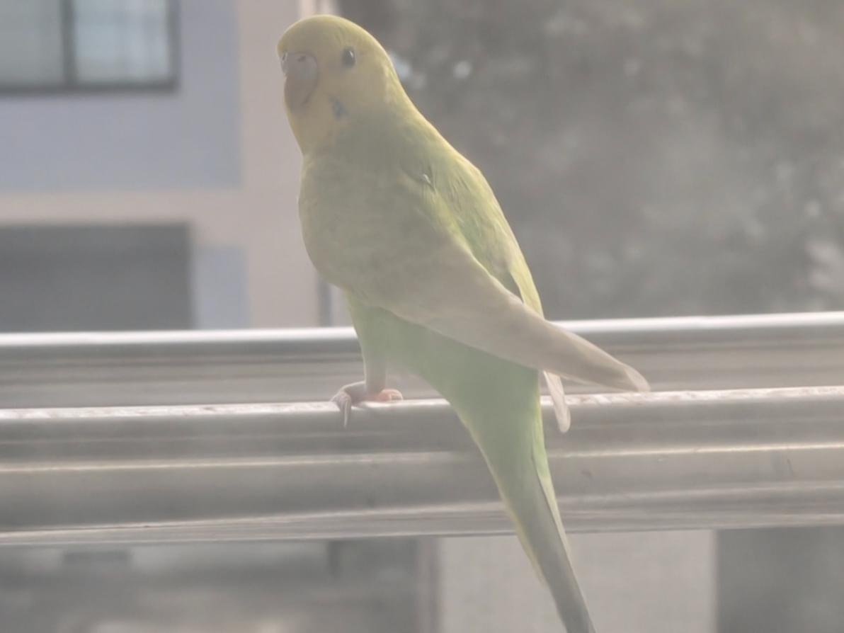目撃された鳥 目撃された鳥