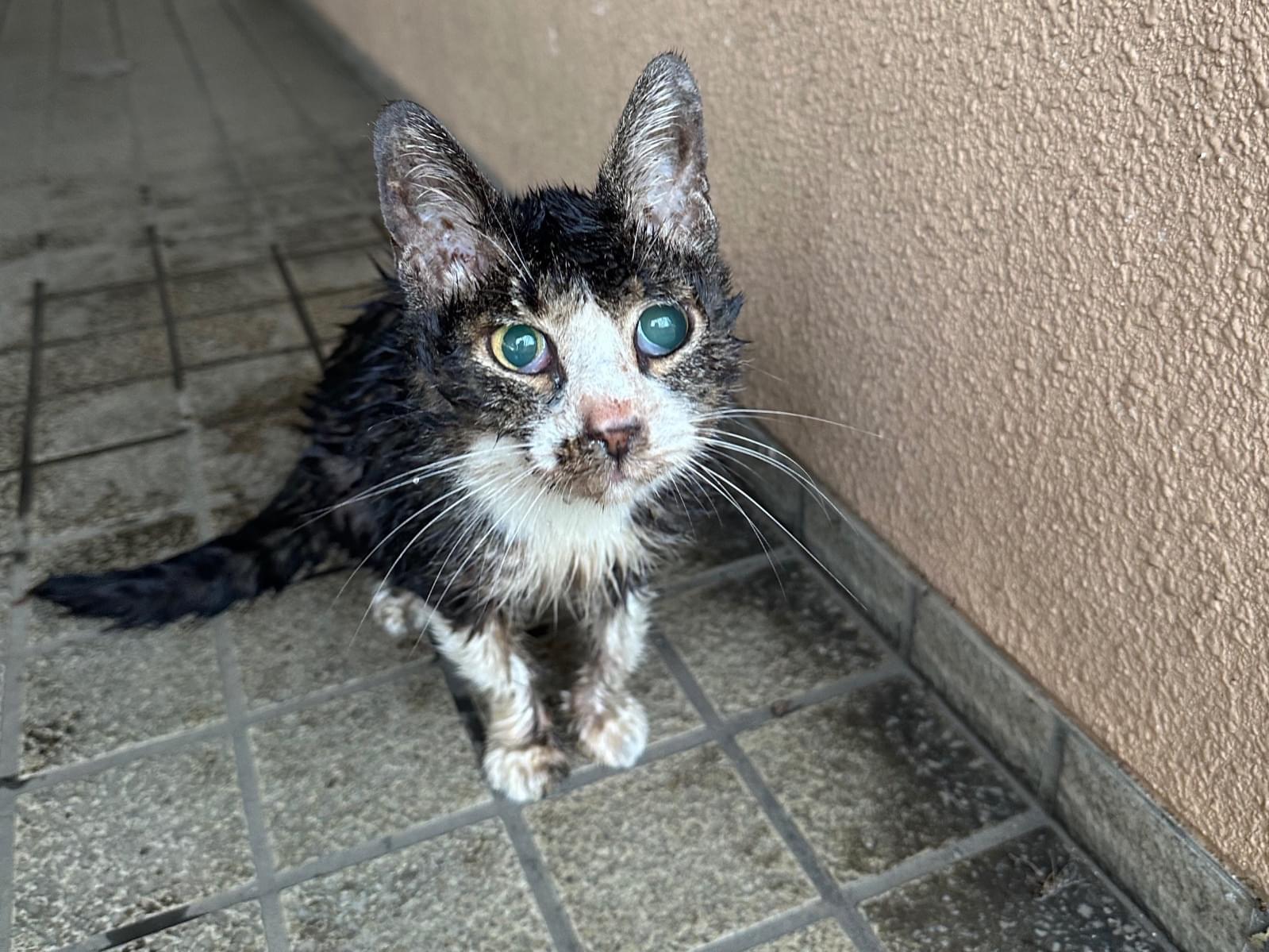 目撃された猫 目撃された猫