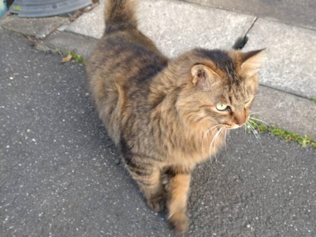目撃された猫 目撃された猫