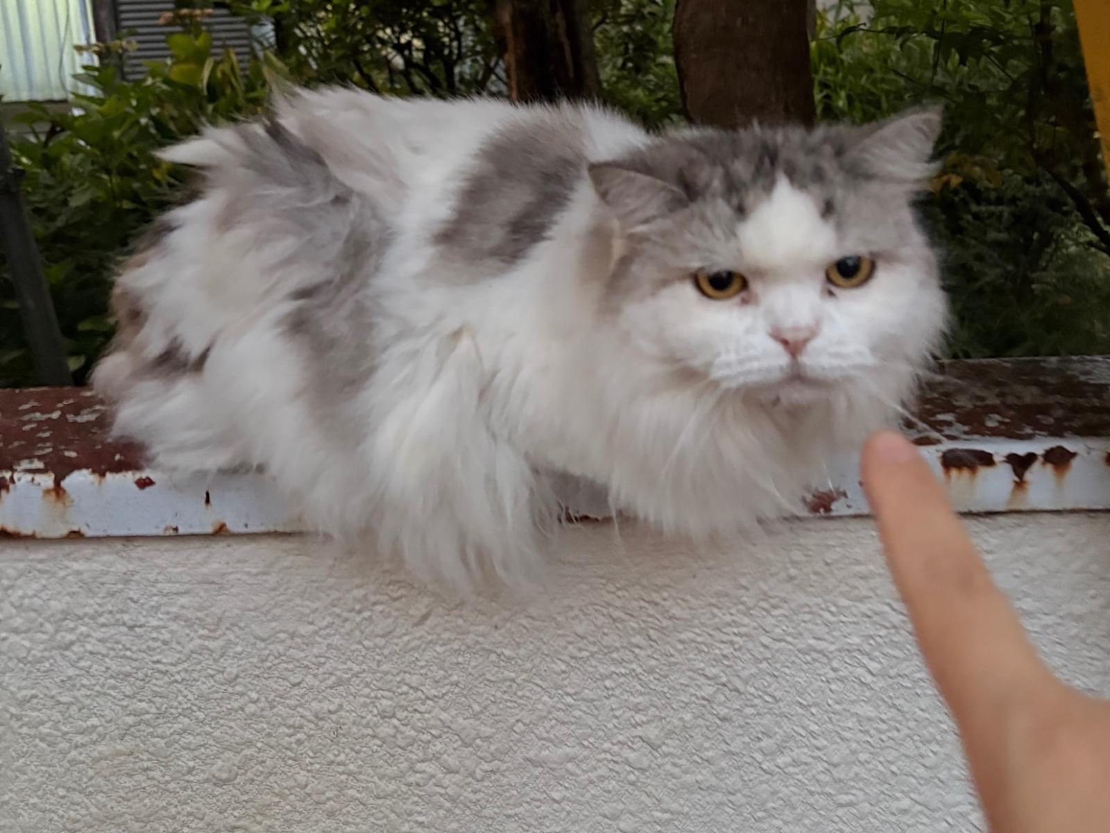 目撃された猫 目撃された猫