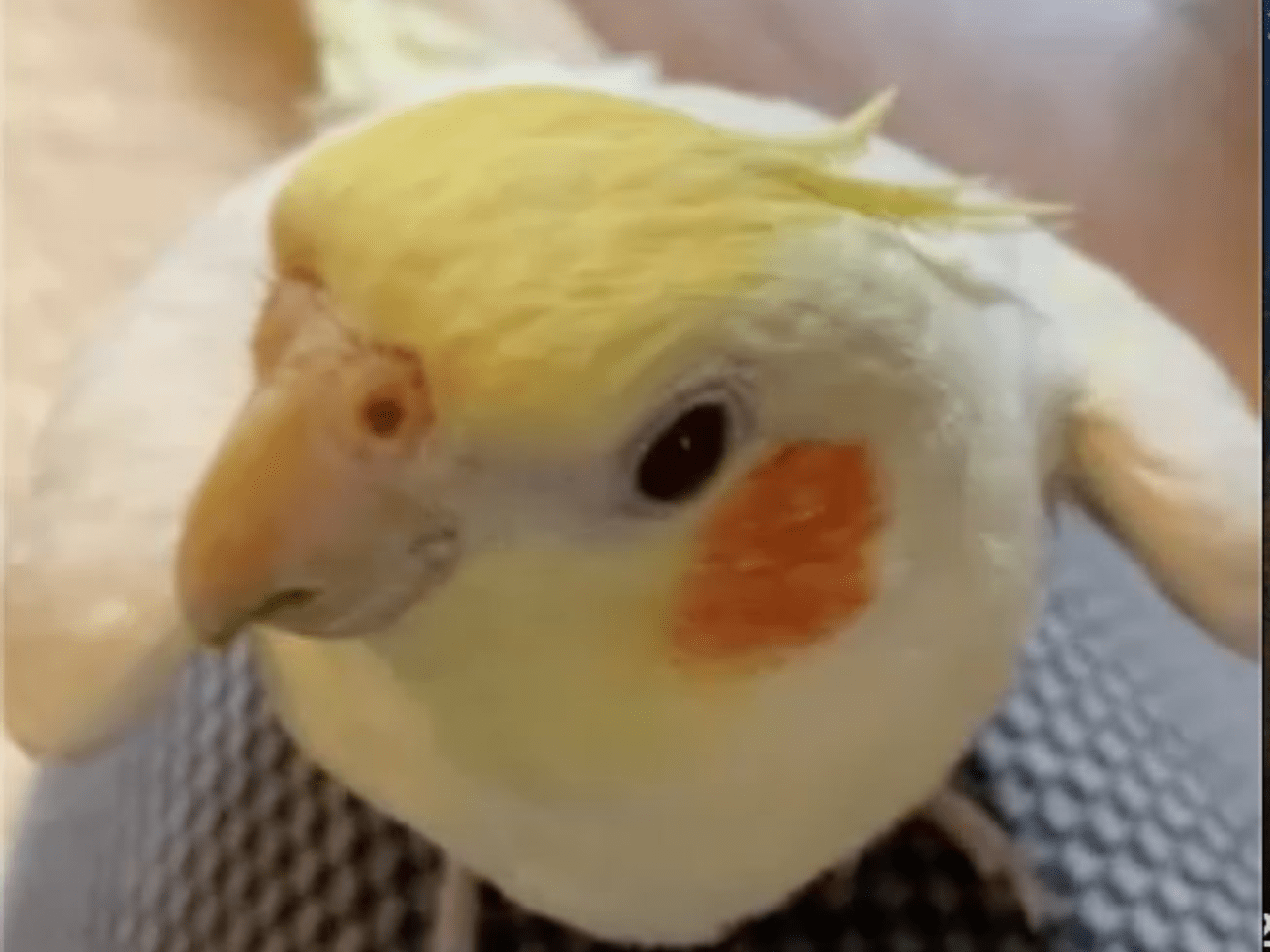 まろちゃん まろちゃん