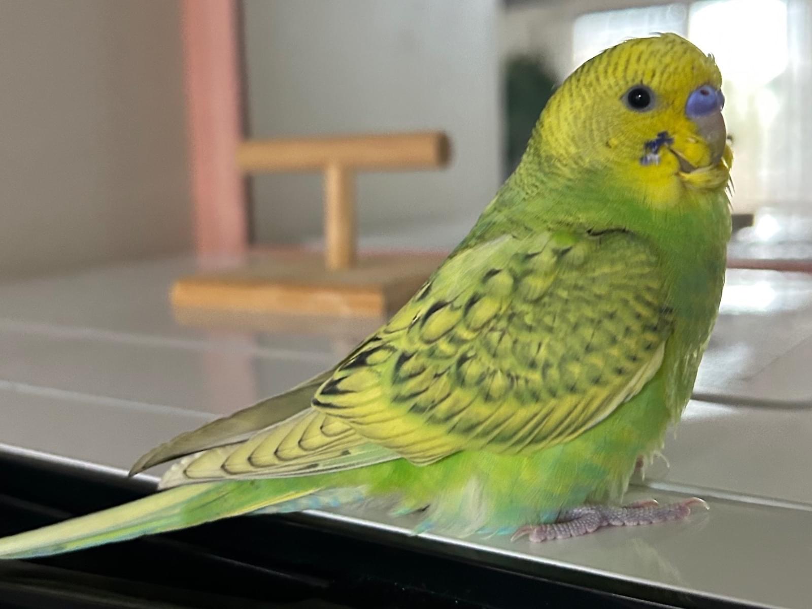 チビ太ちゃん チビ太ちゃん