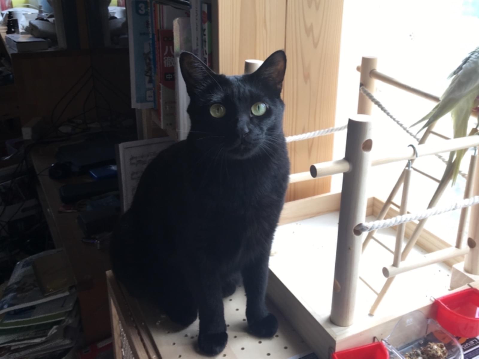 あんこちゃん あんこちゃん