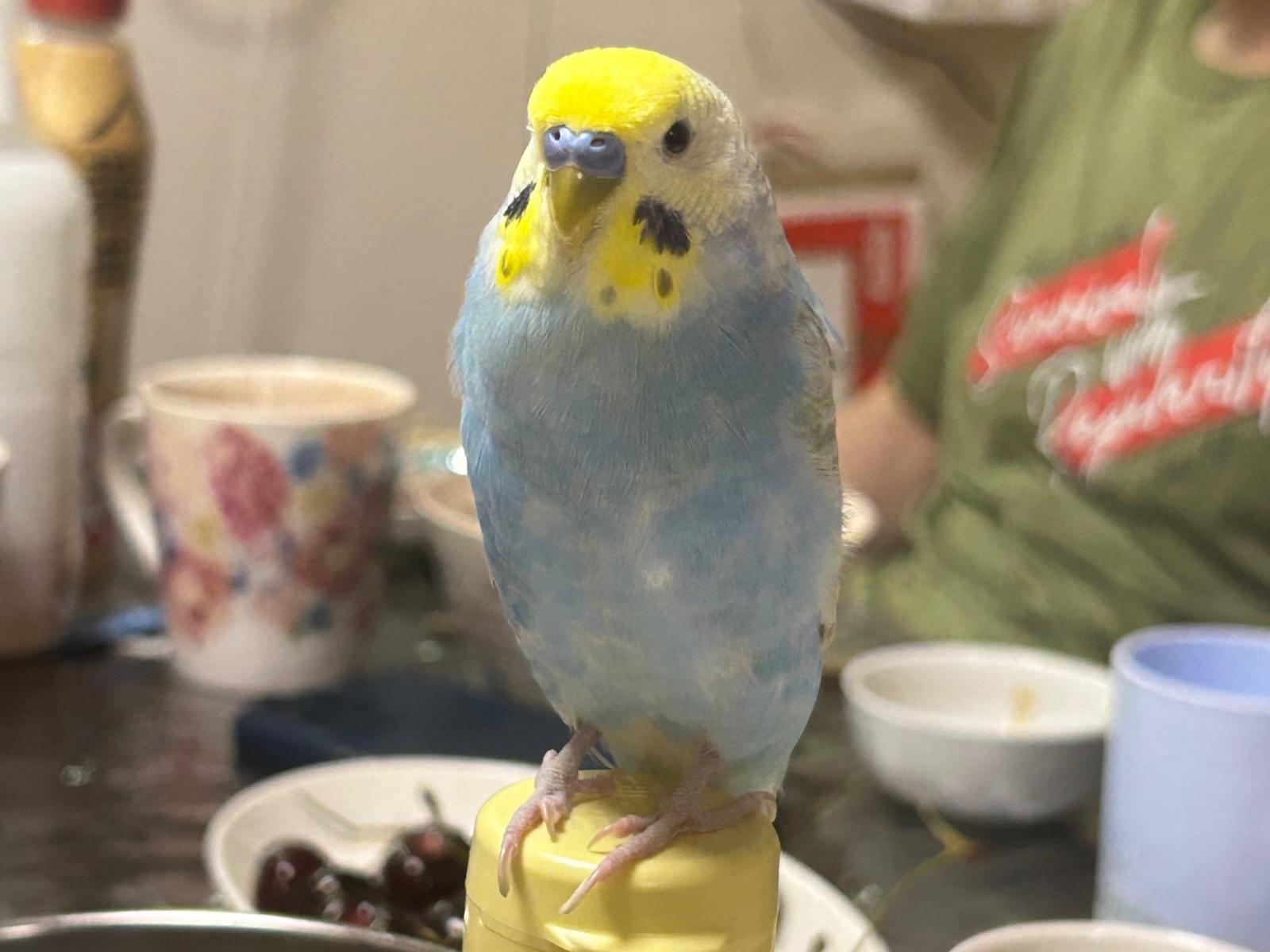 ムギちゃん ムギちゃん