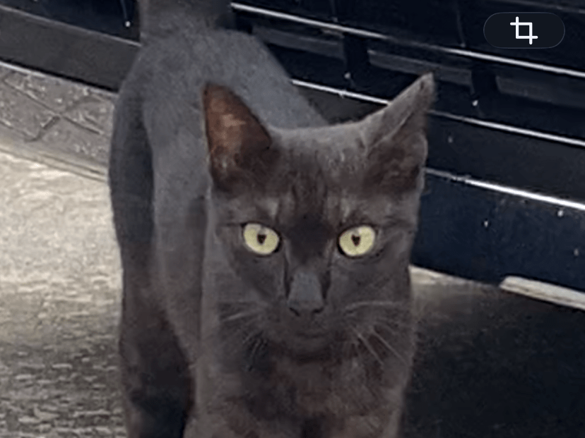 目撃された猫