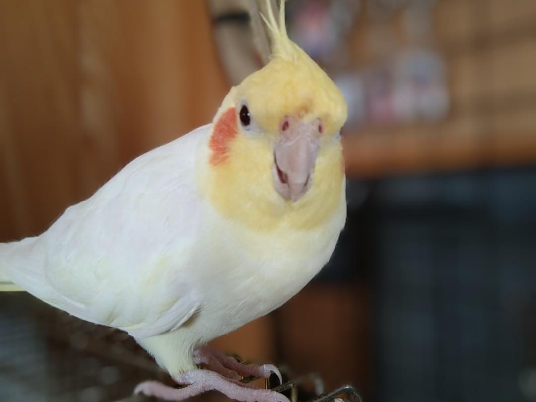 かめ吉ちゃん かめ吉ちゃん