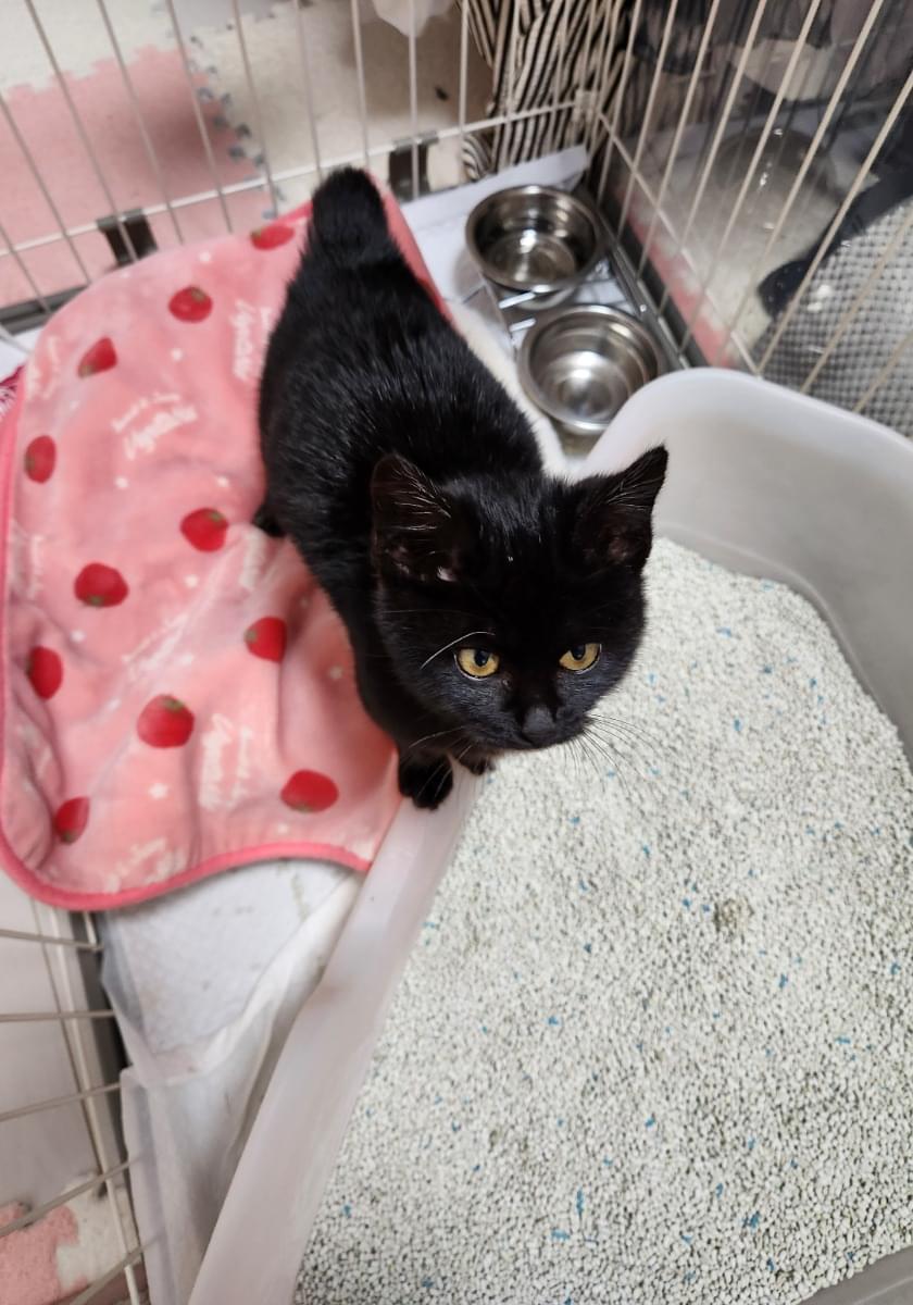 黒猫を探しています。