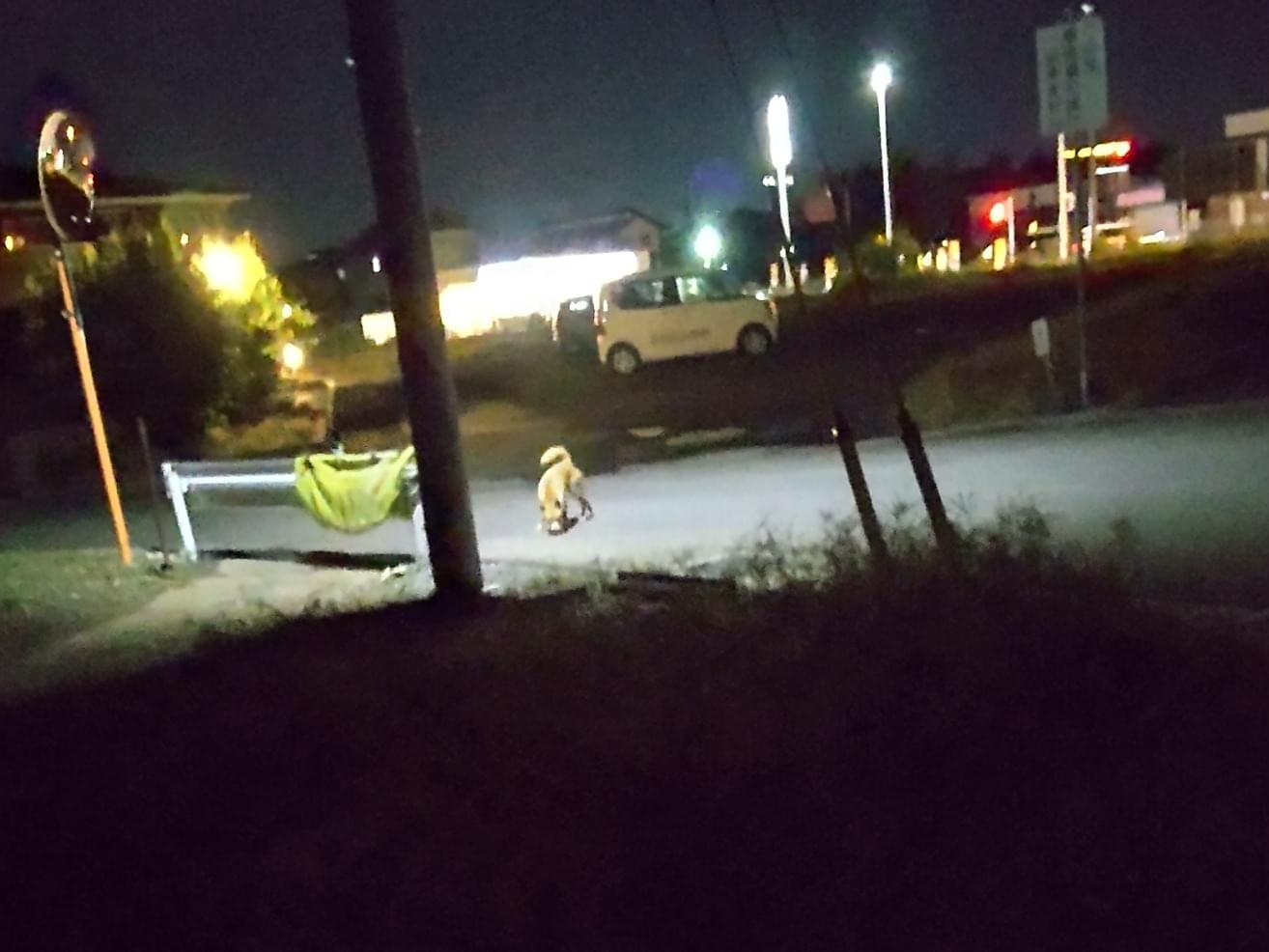 目撃された犬 目撃された犬