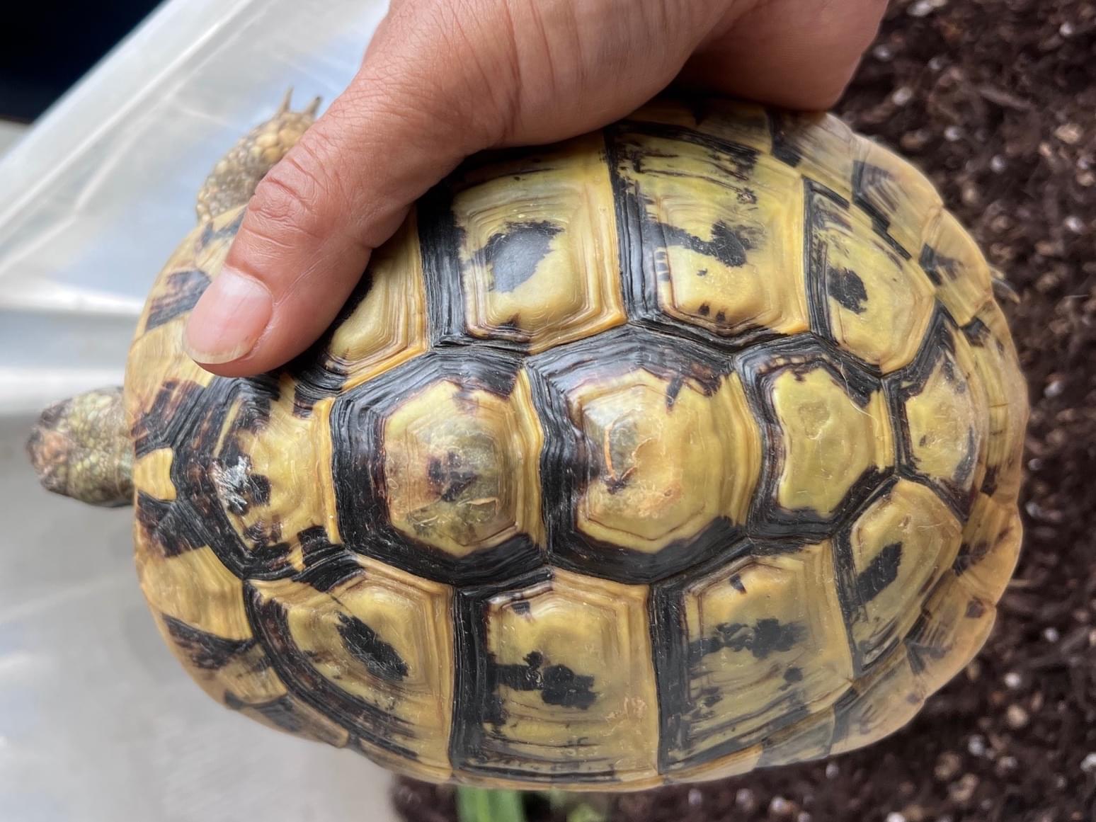 ヒマちゃん ヒマちゃん