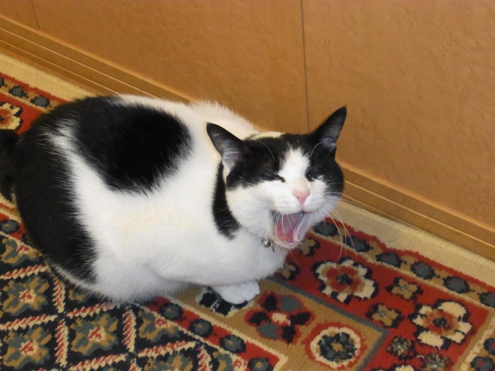 ミータンちゃん ミータンちゃん