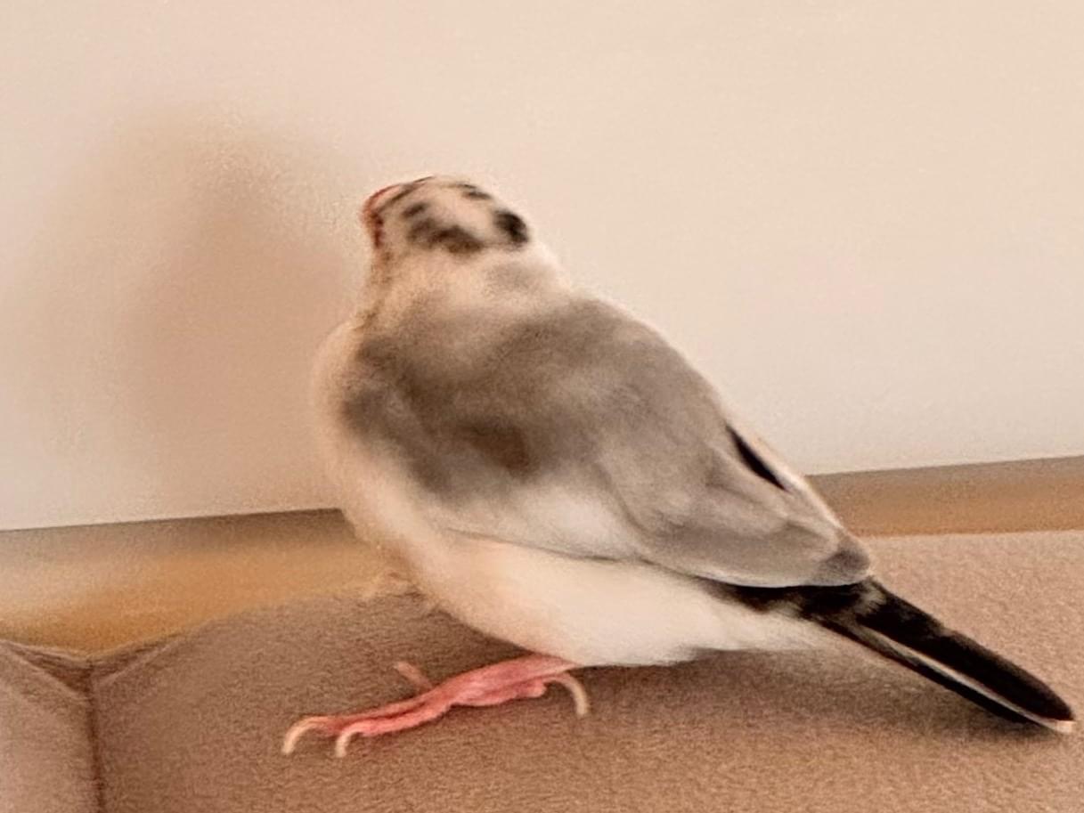 らちぇちゃん らちぇちゃん