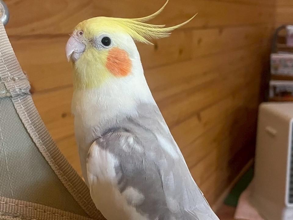 クゥちゃん クゥちゃん