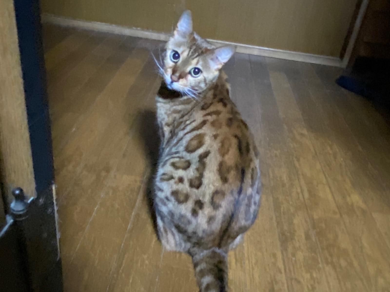 ガルちゃん ガルちゃん