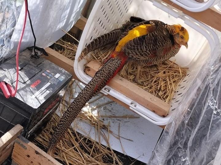 キンケイちゃん