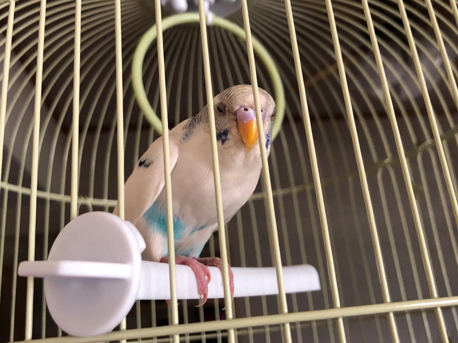 保護された鳥 保護された鳥
