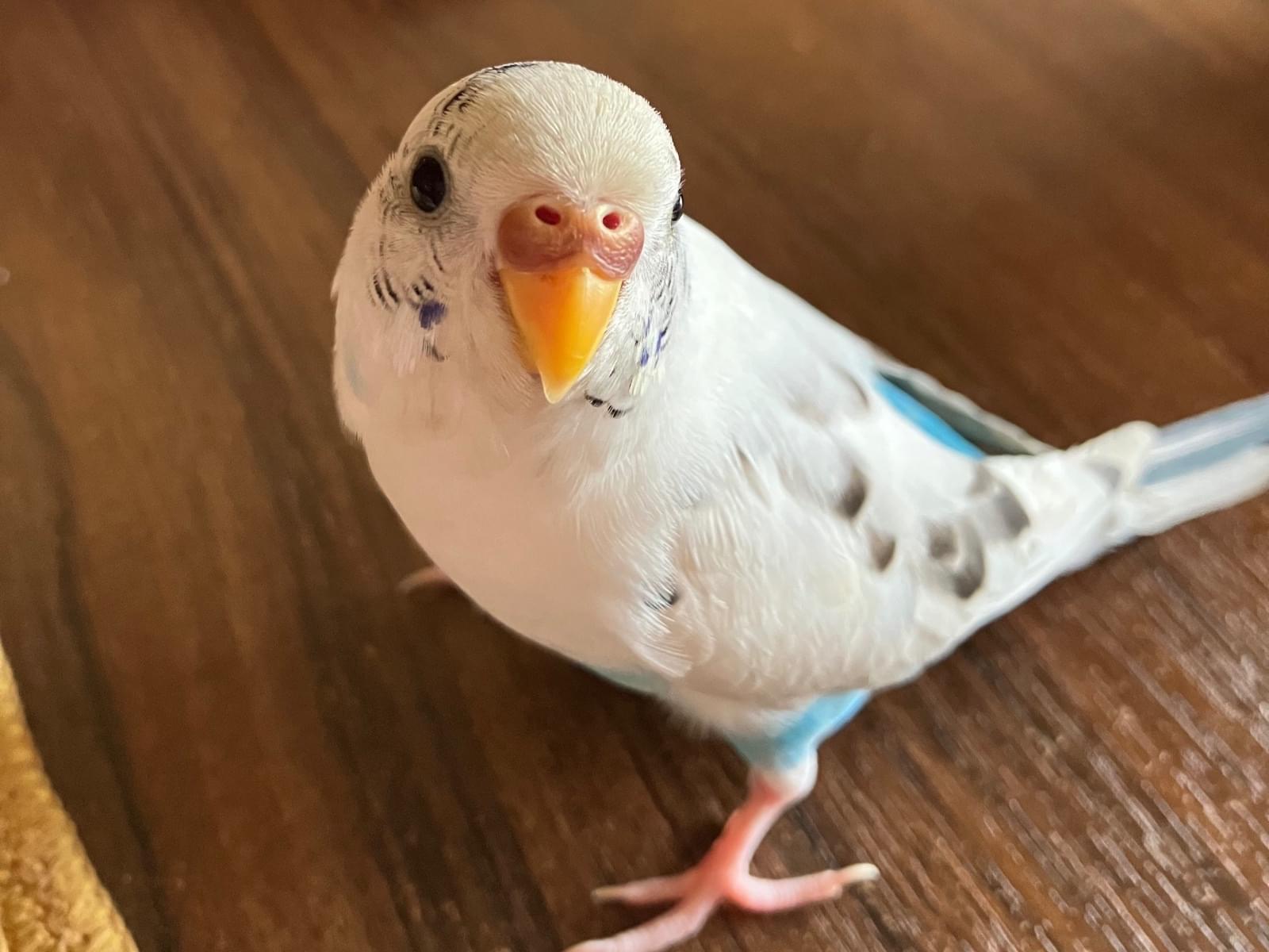 ゴマあえちゃん ゴマあえちゃん
