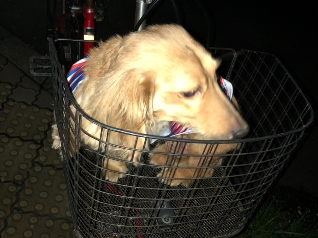 目撃された犬 目撃された犬