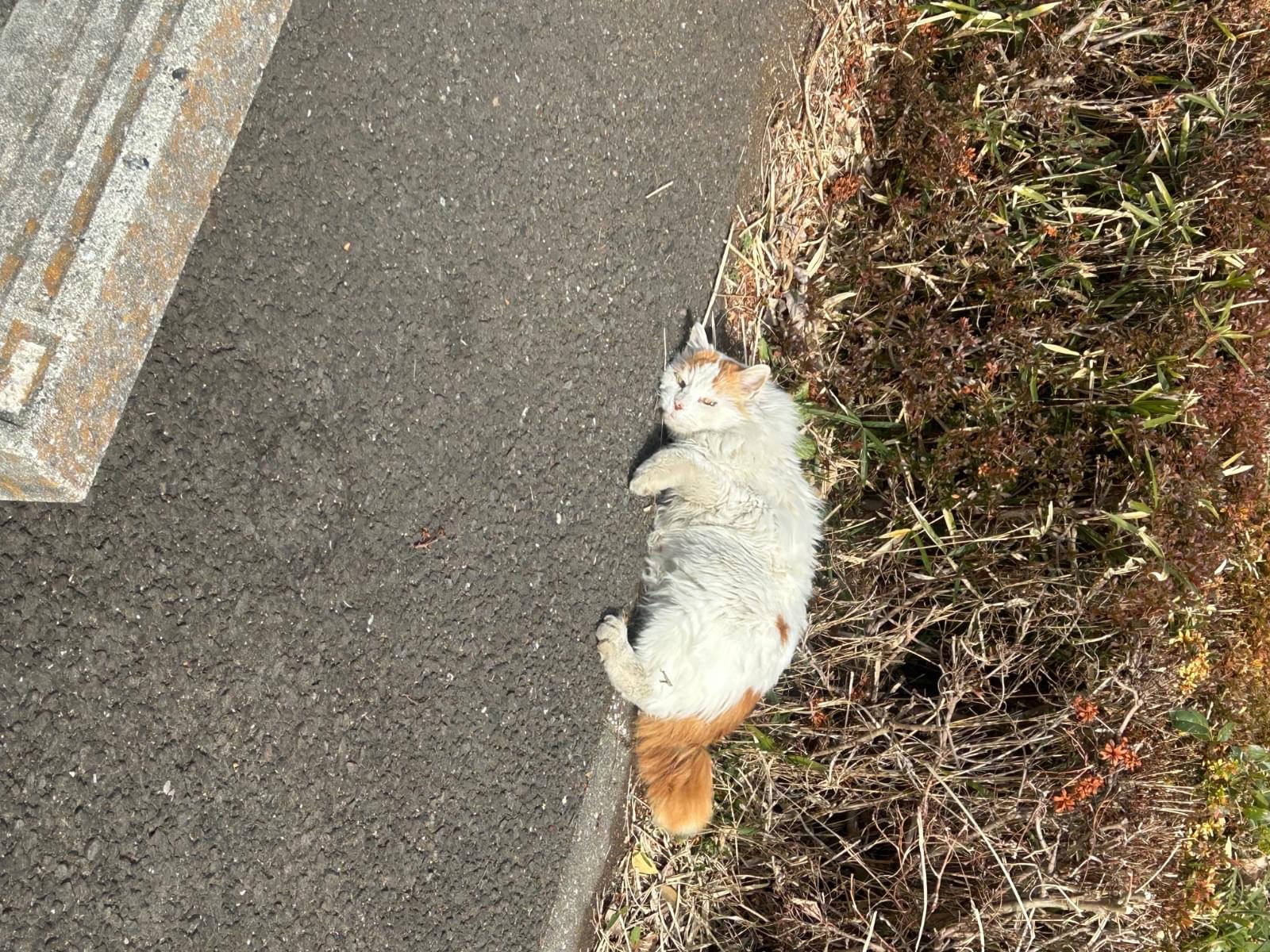 目撃された猫 目撃された猫