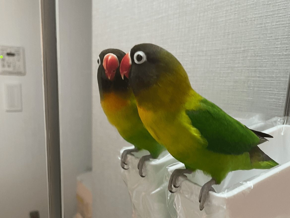 キウイちゃん