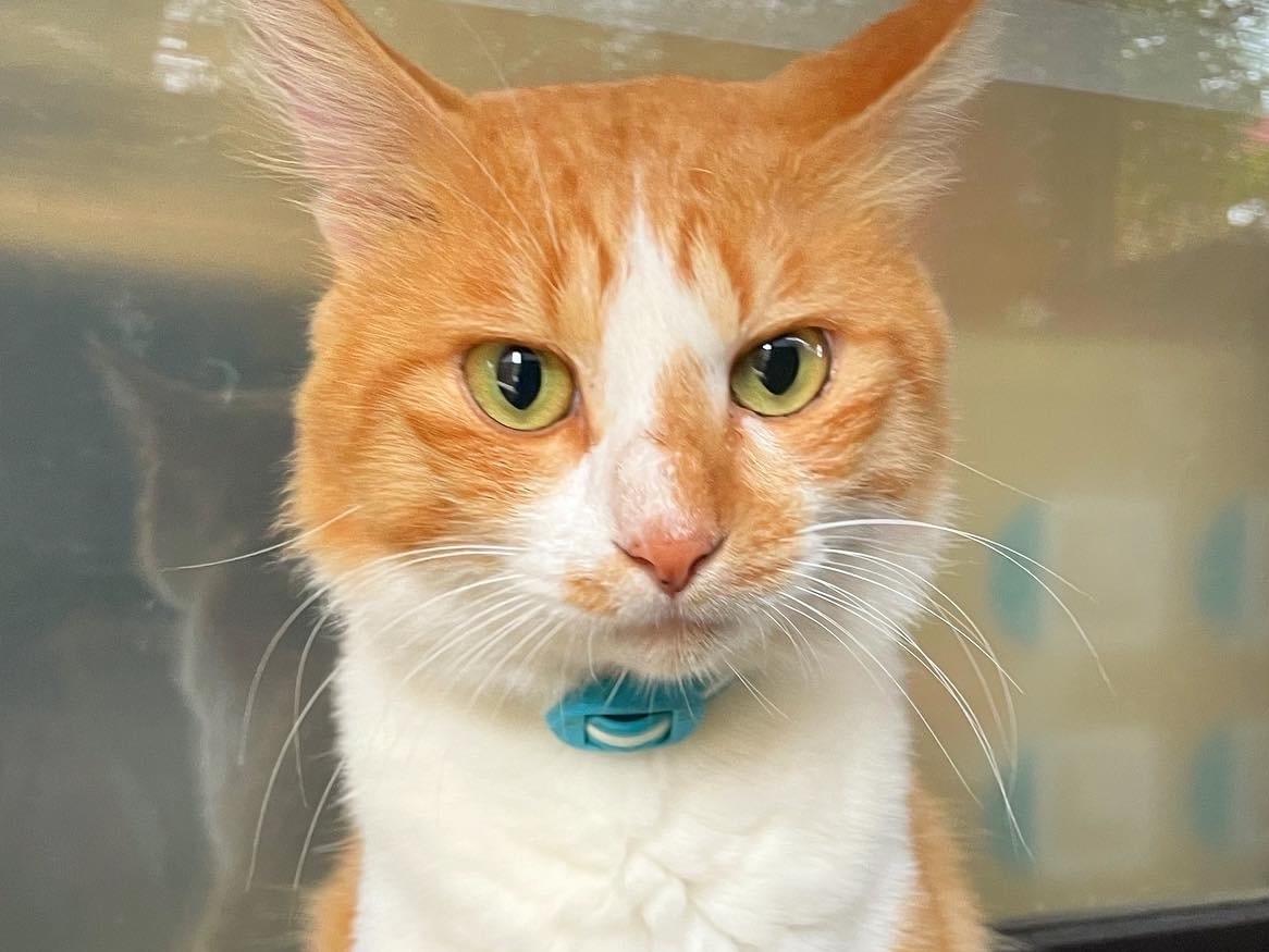 保護された猫 保護された猫