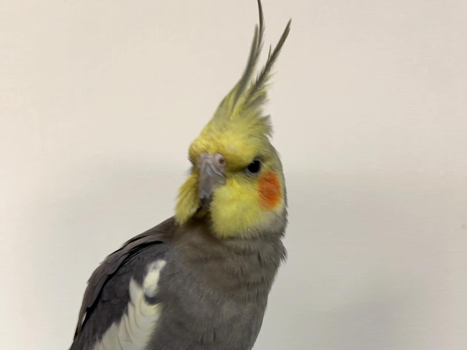 ジャッキーちゃん