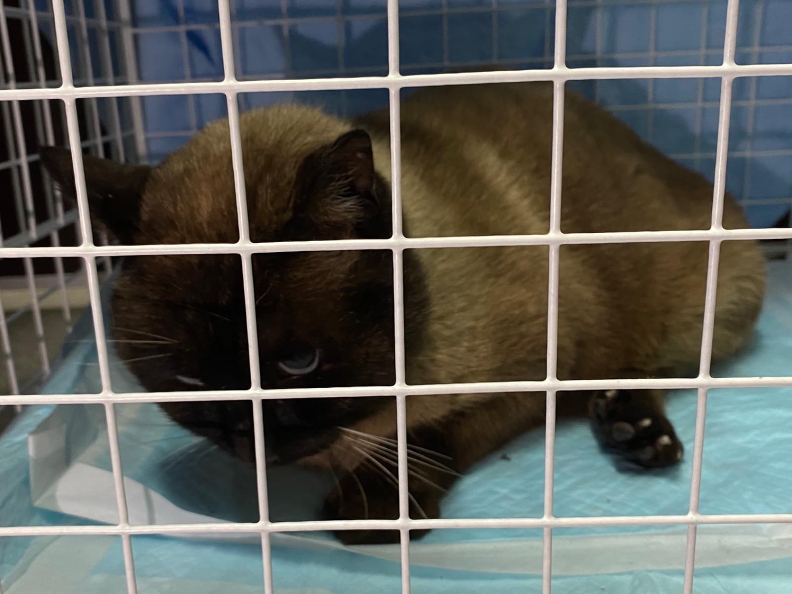 保護された猫 保護された猫