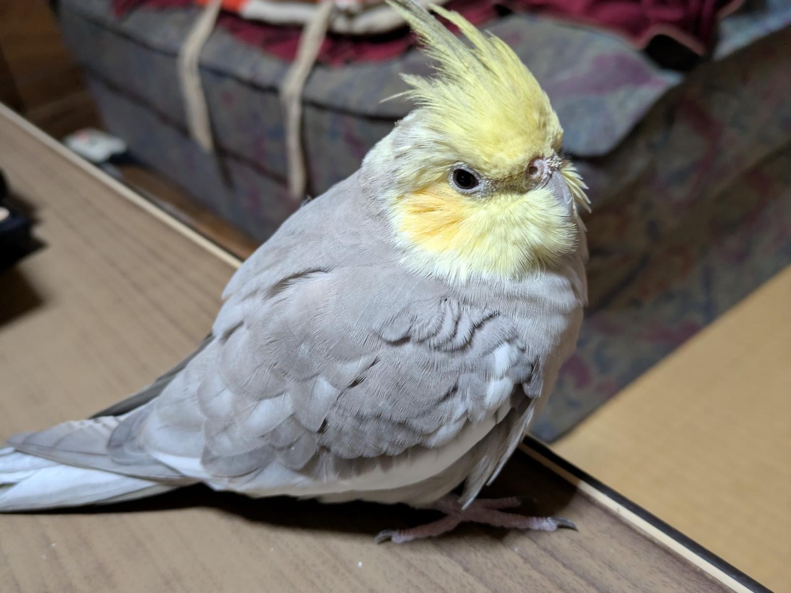ゴン太ちゃん ゴン太ちゃん