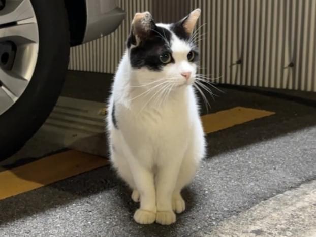 ミーちゃん ミーちゃん