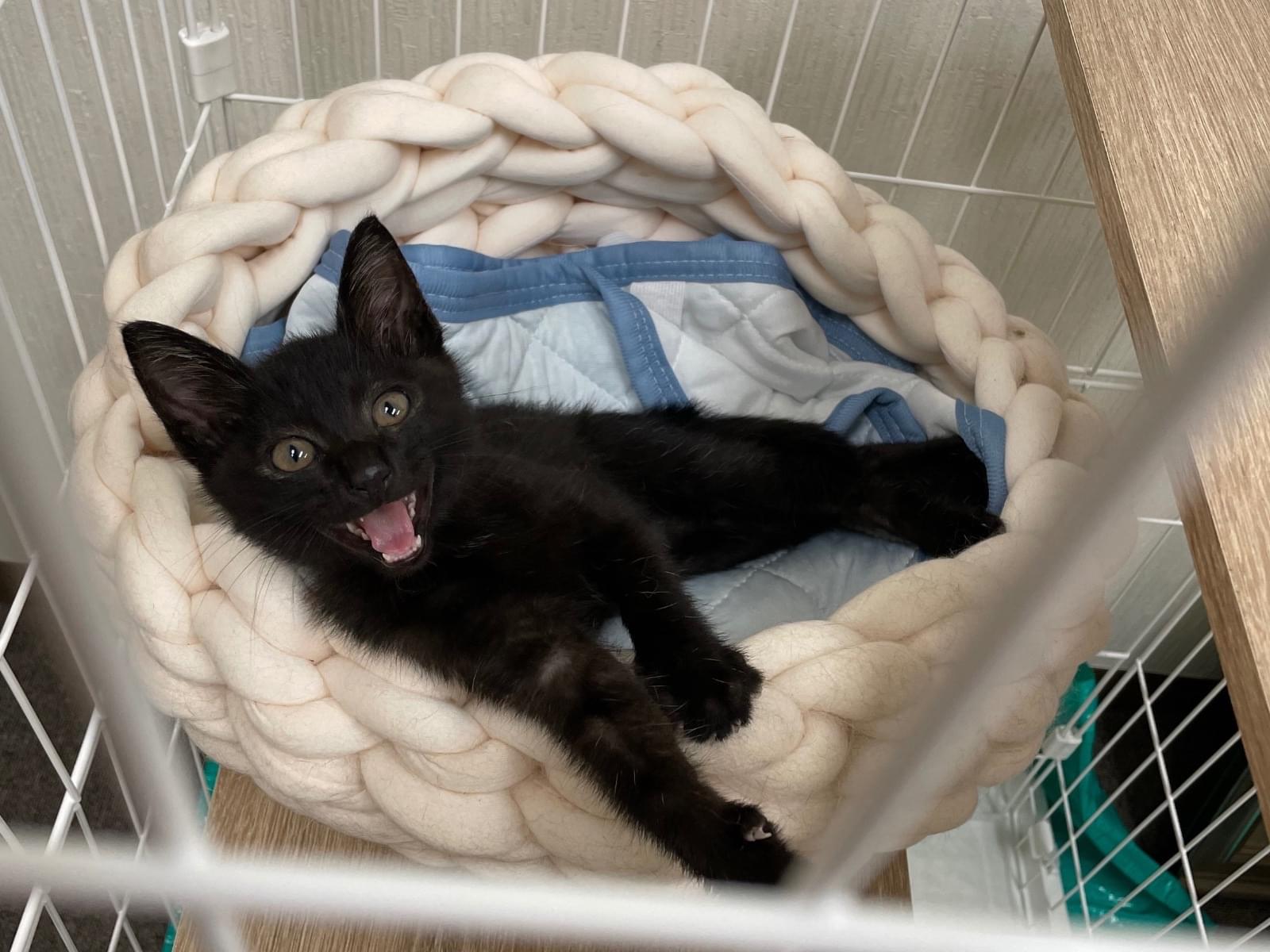 保護された猫 保護された猫
